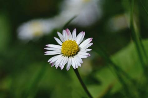 白色小雛菊花語|雛菊花語是什麼？各顏色雛菊花語：天真、純潔、和平 